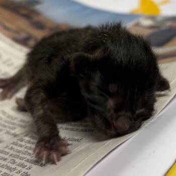 Cutie-pie -  Domestic Short Hair Cat for Adoption in Yuma, Arizona - Cutie-pie | PetCurious