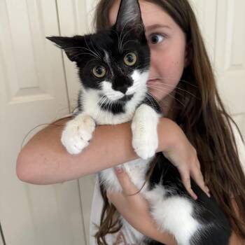 Clove -  Domestic Short Hair Cat for Adoption in Pittsboro, North Carolina - Clove | PetCurious