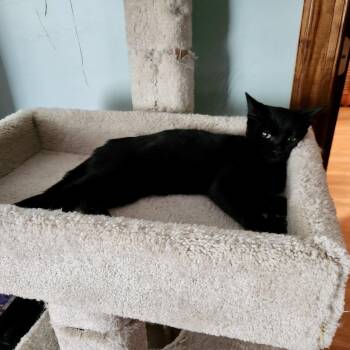 Rescue Domestic Short Hair Cats for Adoption in Richmond, Virginia - Nebula Rag | PetCurious