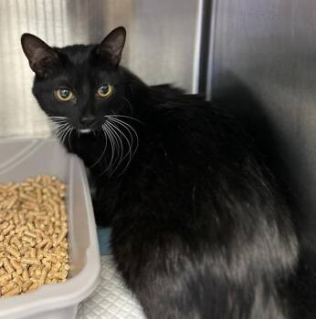 Sabrina -  Domestic Long Hair Cat for Adoption in Victorville, California - Sabrina | PetCurious