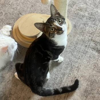 Jonesy -  Domestic Short Hair Cat for Adoption in Lexington, Kentucky - Jonesy | PetCurious