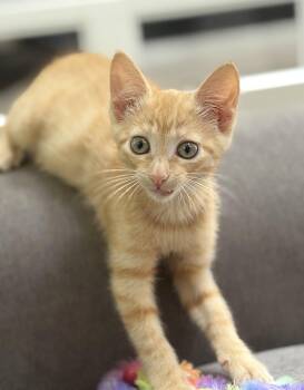 Yam -  Tabby Cat for Adoption in New Albany, Ohio - Yam | PetCurious