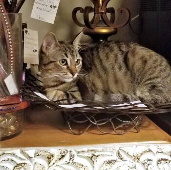 Tabby Cats Available for Adoption in Monrovia, California - Rheya | PetCurious