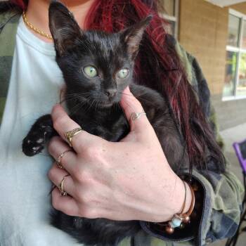 Fred Astaire -  Domestic Short Hair Cat for Adoption in Beulaville, North Carolina - Fred Astaire | PetCurious