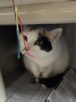 Juniper -  Domestic Short Hair Cat for Adoption in Westland, Michigan - Juniper | PetCurious