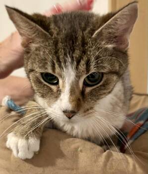 Rescue American Shorthair Cats for Adoption - Leah | PetCurious