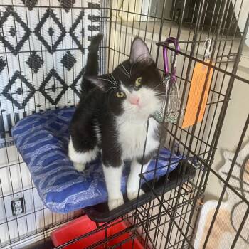 Domestic Short Hair Cats Available for Adoption in Westhampton, New York - Eric | PetCurious