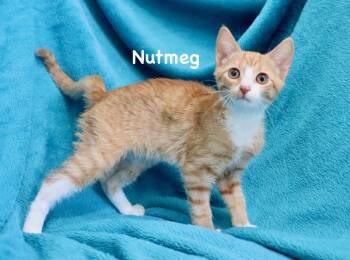 Nutmeg -  Tuxedo Cat for Adoption in St. Augustine, Florida - Nutmeg | PetCurious