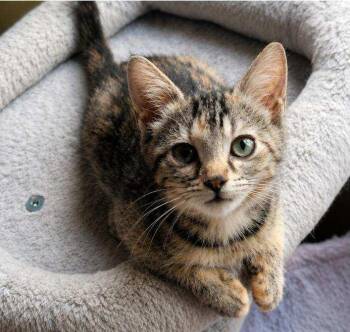 Phoebe -  Domestic Short Hair Cat for Adoption in Lunenburg, Massachusetts - Phoebe | PetCurious