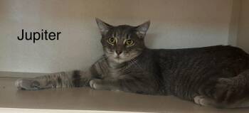 Rescue Domestic Short Hair Cats for Adoption in Ulster, Pennsylvania - Jupiter | PetCurious