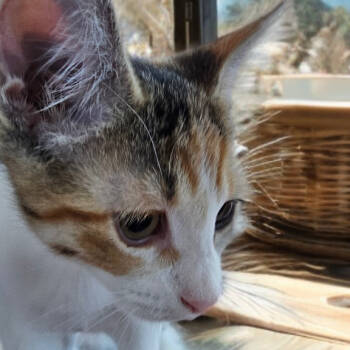 Rescue Domestic Short Hair Cats for Adoption in Lakewood, California - Gala (aka Fiona) | PetCurious