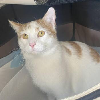 Domestic Short Hair Cats Available for Adoption - Poseidon | PetCurious