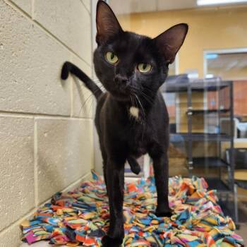 Domestic Short Hair Cats Available for Adoption - Willow | PetCurious