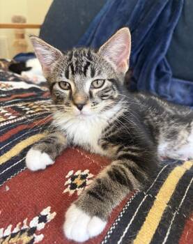 Lark -  Domestic Short Hair and Tabby Cat Available for Adoption in Columbus, Minnesota - Lark | PetCurious