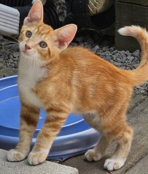 Oscar -  Domestic Short Hair Cat for Adoption in Maineville, Ohio - Oscar | PetCurious