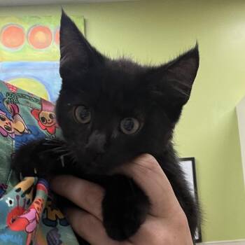Magic -  Domestic Short Hair Cat for Adoption in Lynchburg, Virginia - Magic | PetCurious