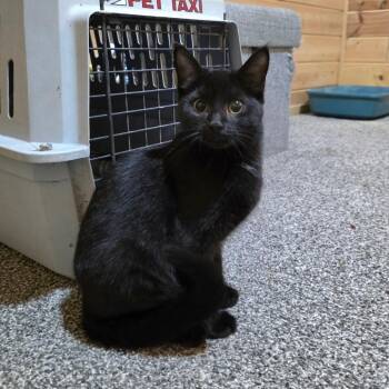 Salem C12518 -  Domestic Short Hair Cat for Adoption - Salem C12518 | PetCurious
