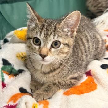 Thing 2 (Dr. Seuss) -  Domestic Short Hair Cat Available for Adoption in Charlotte, North Carolina - Thing 2 (Dr. Seuss) | PetCurious