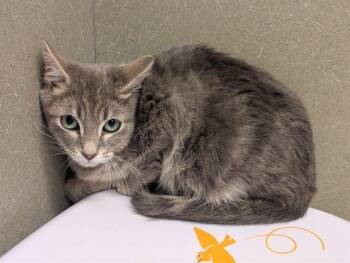 A554181 -  Domestic Short Hair Cat for Adoption in Moreno Valley, California - A554181 | PetCurious
