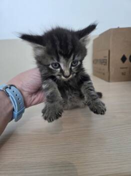 Rescue Domestic Medium Hair and Domestic Short Hair Cats for Adoption in Fort Worth, Texas - 59458282 | PetCurious