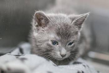 Domestic Short Hair Cats Available for Adoption - CASPER | PetCurious