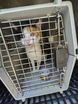 If 10- Sally -  Domestic Short Hair Cat for Adoption in Lawrenceville, Georgia - If 10- Sally | PetCurious