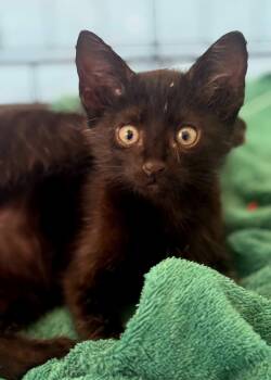 Domestic Short Hair Cats Available for Adoption in Houston, Texas - Bayu | PetCurious