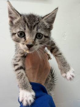 Domestic Short Hair and Tabby Cats Available for Adoption in San Jose, California - Halo | PetCurious