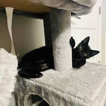 Melanor -  Domestic Short Hair Cat for Adoption in Youngsville, North Carolina - Melanor | PetCurious