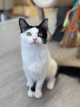 Rescue Domestic Medium Hair Cats for Adoption - Sal/Esme | PetCurious