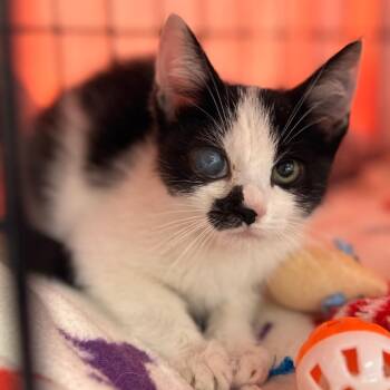 BartholoMew -  Domestic Short Hair Cat for Adoption in Cumming, Georgia - BartholoMew | PetCurious