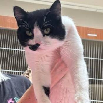 Viktor -  Domestic Short Hair Cat for Adoption in Murray, Utah - Viktor | PetCurious