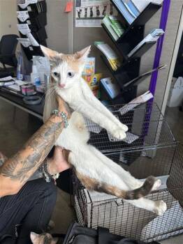 LOUISA -  Domestic Short Hair Cat for Adoption in San Antonio, Texas - LOUISA | PetCurious
