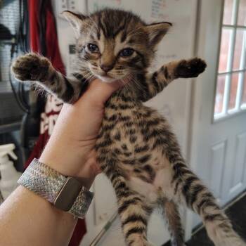 Stripes -  Domestic Short Hair Cat for Adoption in Osawatomie, Kansas - Stripes | PetCurious