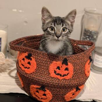 Amadeus -  Domestic Short Hair Cat for Adoption in Cape Girardeau, Missouri - Amadeus | PetCurious