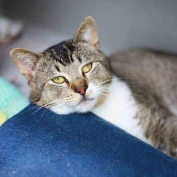 Domestic Short Hair Cats Available for Adoption in Atlanta, Georgia - Robert | PetCurious