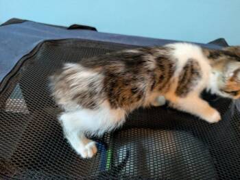 Garden -  Domestic Medium Hair and Tabby Cat for Adoption in Poplar Grove, Illinois - Garden | PetCurious