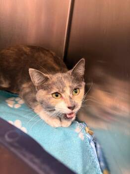 Domestic Short Hair Cats Available for Adoption in Johnson City, Tennessee - Winter (Little Germany) | PetCurious