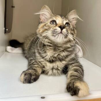 Reeses -  Domestic Medium Hair Cat for Adoption in Champaign, Illinois - Reeses | PetCurious