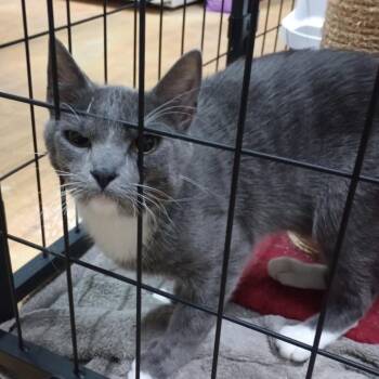 Mittens -  Domestic Short Hair Cat for Adoption in Grand Rapids, Minnesota - Mittens | PetCurious