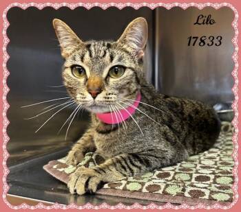 Domestic Short Hair and Tabby Cats Available for Adoption - LILO See Also STITCH | PetCurious