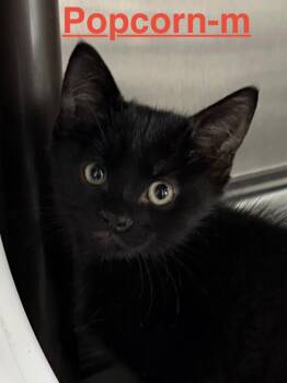 Popcorn 26 -  Domestic Short Hair Cat for Adoption in Brookhaven, Mississippi - Popcorn 26 | PetCurious