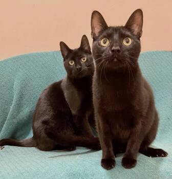 Merlin & Morgana -  Domestic Medium Hair Cat for Adoption in Manitou Springs, Colorado - Merlin & Morgana | PetCurious