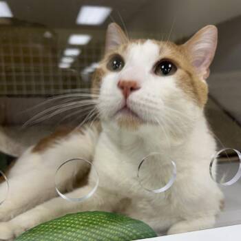 Domestic Short Hair Cats Available for Adoption in Cumming, Georgia - Creamsicle | PetCurious