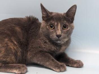 Ash -  Domestic Short Hair Cat for Adoption in Golden Valley, Minnesota - Ash | PetCurious