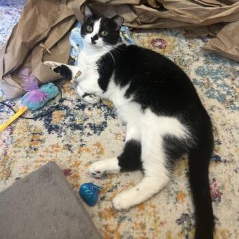 Microwave -  Domestic Short Hair Cat for Adoption in Alexandria, Virginia - Microwave | PetCurious