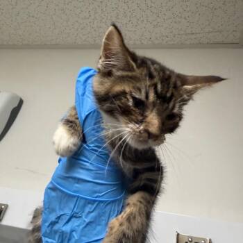 Hades -  Domestic Short Hair Cat for Adoption in Philadelphia, Pennsylvania - Hades | PetCurious