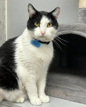 Tom -  Domestic Short Hair Cat for Adoption in Momence, Illinois - Tom | PetCurious