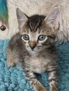 Rescue Domestic Short Hair and Manx Cats for Adoption in Apopka, Florida - Manx 7.13.25 | PetCurious