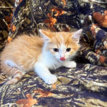 Cherokee -  Domestic Short Hair Cat Available for Adoption in Mt. Juliet, Tennessee - Cherokee | PetCurious